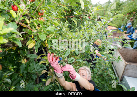 Chelmsford, Essex. 8 octobre 2013. Dans le chaud soleil d'octobre, les travailleurs de Lathcoats la récolte agricole pommes Gala dans l'un de leurs vergers. Les vendangeurs, les travailleurs saisonniers et certains membres du personnel permanent, choisissez reddest ceux sur cette reprise, permettant aux autres de poursuivre la maturation. Crédit : La Farandole Stock Photo/Alamy Live News Banque D'Images