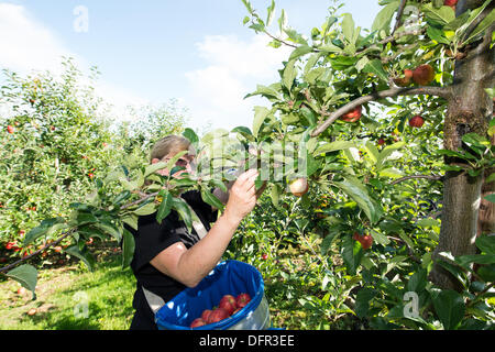 Chelmsford, Essex. 8 octobre 2013. Dans le chaud soleil d'octobre, les travailleurs de Lathcoats la récolte agricole pommes Gala dans l'un de leurs vergers. Les vendangeurs, les travailleurs saisonniers et certains membres du personnel permanent, choisissez reddest ceux sur cette reprise, permettant aux autres de poursuivre la maturation. Crédit : La Farandole Stock Photo/Alamy Live News Banque D'Images