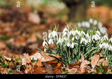 Fleurs perce-neige sur une journée de printemps ensoleillée, poussant à travers un vieux tapis de feuilles d'automne dans un bois ou sur le jardin Banque D'Images