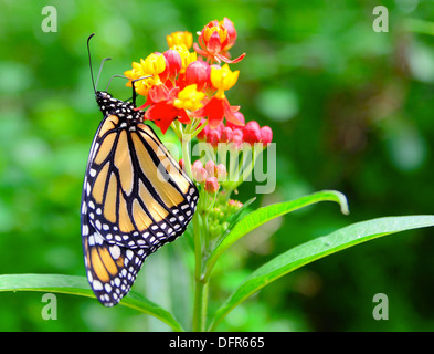 Le papillon monarque (Danaus plexippus) se nourrissant du nectar de la fleur verte. Banque D'Images