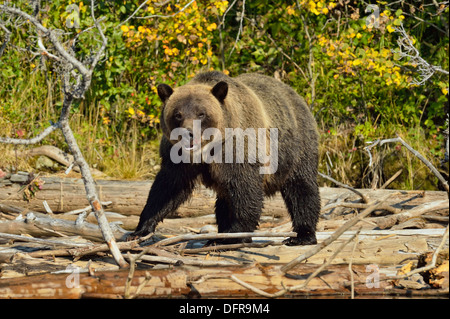Ours brun, Ursus arctos, chasse le saumon dans une rivière à saumon, Chilcotin Wilderness, l'intérieur de la Colombie-Britannique, Canada Banque D'Images