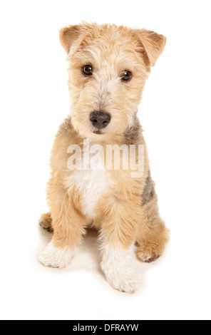 Lakeland Terrier seul puppy sitting in a studio Banque D'Images