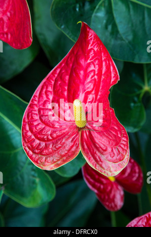 Fleur d'Anthurium andraeanum, Flamingo, Longwood Gardens, Kennett Square, New York, USA Banque D'Images