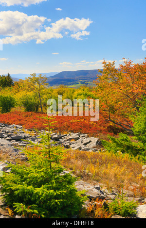 Canaan Valley, bouton d'Harman, Rocky Ridge Trail, Dolly Sods Désert, Hopeville, West Virginia, USA Banque D'Images