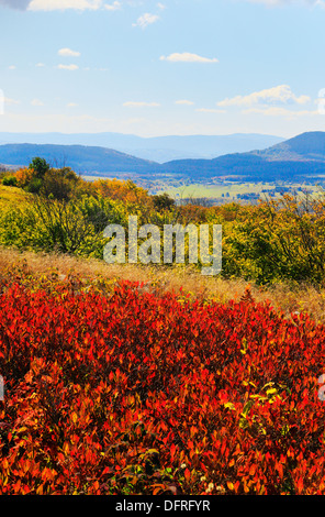 Canaan Valley, bouton d'Harman, Rocky Ridge Trail, Dolly Sods Désert, Hopeville, West Virginia, USA Banque D'Images