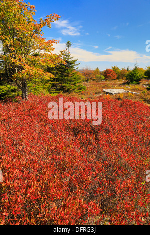 Bouton de Harman, Rocky Ridge Trail, Dolly Sods Désert, Hopeville, West Virginia, USA Banque D'Images