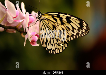 Les visiteurs apprécient la magie des papillons à la Tucson Botanical Gardens, Tucson, Arizona, USA. Banque D'Images