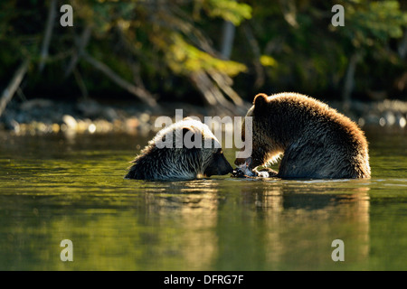 Ours brun, Ursus arctos, qui se nourrit d'une, du saumon sockeye sauvage Chilcotin, l'intérieur de la Colombie-Britannique, Canada Banque D'Images
