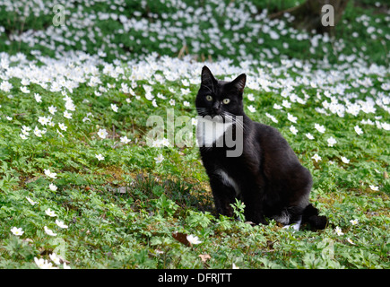 Chat noir et blanc assis dans une prairie de fleurs Banque D'Images