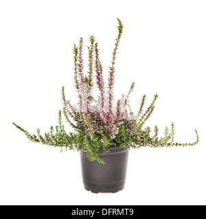 Heather fleurs plante dans un pot blanc isolé contre Banque D'Images