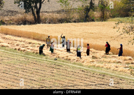 Bareli femmes tribales qui travaillent dans les champs, le Madhya Pradesh, en Inde. Banque D'Images