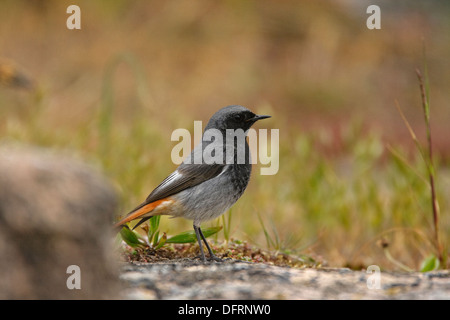 Rougequeue noir (Phoenicurus ochruros) mâle Banque D'Images