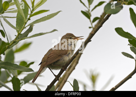 Blyths Reed Warbler (Acrocephalus dumetorum) Banque D'Images