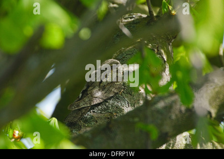 Engoulevent d'Europe (Caprimulgus europaeus) Perché sur une branche Banque D'Images