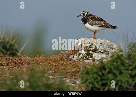 Tournepierre à collier (Arenaria interpres) Banque D'Images