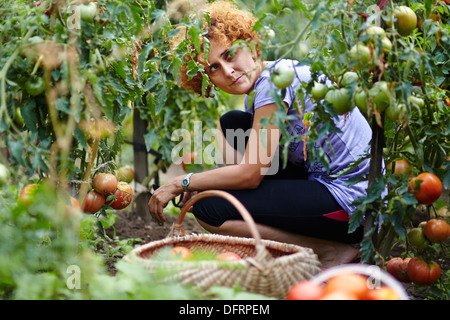 Portrait of a young woman picking des tomates dans le jardin Banque D'Images