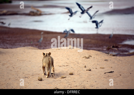 Un jeune lion effraie certains oiseaux par les rives de la rivière Ewaso Ng'iro. La Réserve nationale de Samburu, Kenya Banque D'Images