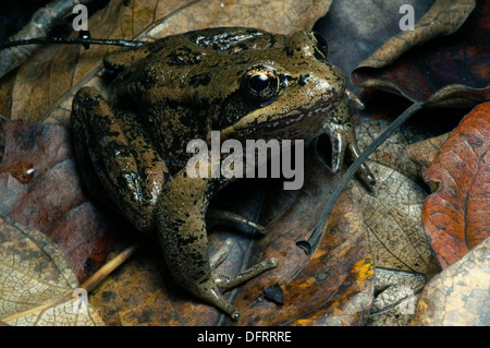 Le nord de grenouille à pattes rouges (Rana aurora) au Canada Banque D'Images