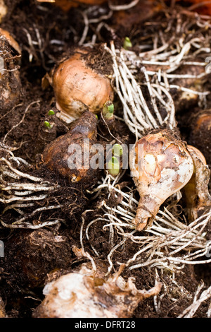 Bulbes de narcisses stockées prêt pour re-plantation à l'automne. Banque D'Images