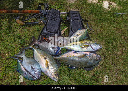 Poissons tropicaux capturés avec une lance et à l'équipement de plongée. Le poisson : poisson chirurgien, prises d'argent, gris empereurs et plus encore. Banque D'Images