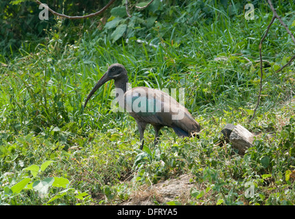 Ibis l'alimentation sur les rives du lac Kivu près de Gisenyi au Rwanda Banque D'Images