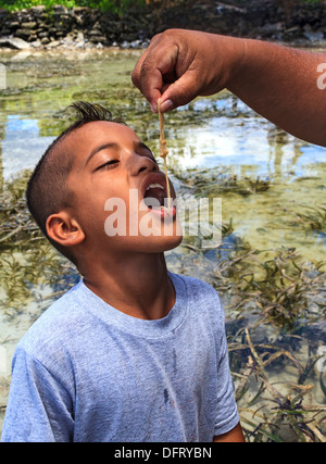 Boy est alimenté par une éponge douce à Kosrae Micronésie, papa. C'est une délicatesse à Kosrae. Banque D'Images