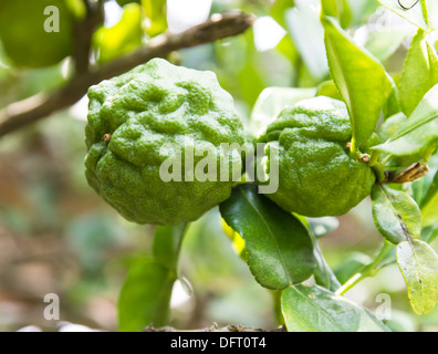 Lime Kaffir ou bergamote fruit on tree Banque D'Images