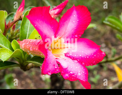 Goutte d'eau sur desert rose rouge fleur close up et des fleurs à backgroud Banque D'Images