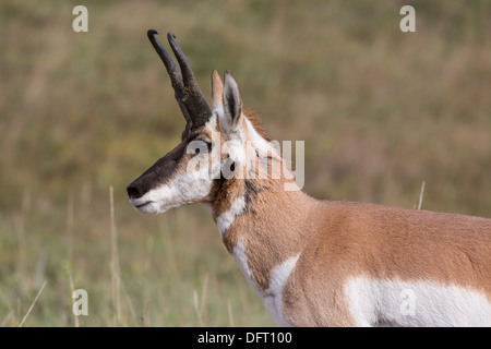 L'antilocapre buck standing veille sur son troupeau de femelle. Banque D'Images