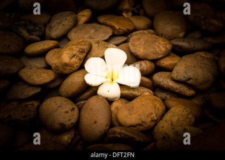 Seul un frangipani (plumeria) fleur sur fond noir en rivière Banque D'Images