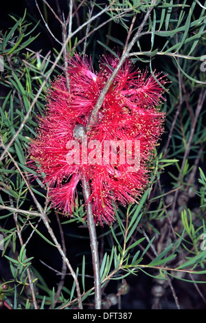 Close-up of fleur écarlate de Honeymyrtle/ Miel-myrtle/ Bottlebrush / Melaleuca fulgens Paperbark- - famille des Myrtaceae Banque D'Images