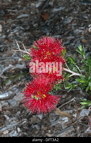 Close-up of fleur écarlate de Honeymyrtle/ Miel-myrtle/ Bottlebrush / Melaleuca fulgens Paperbark- - famille des Myrtaceae Banque D'Images