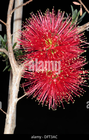 Close-up of fleur écarlate de Honeymyrtle/ Miel-myrtle/ Bottlebrush / Melaleuca fulgens Paperbark- - famille des Myrtaceae Banque D'Images