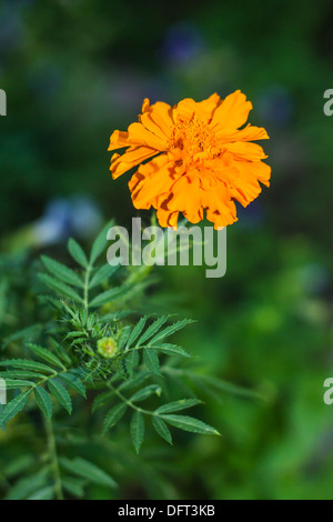 Gros plan de fleurs de souci Banque D'Images