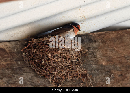 Hirondelle rustique (Hirundo neoxena Welcome ) sur son nid Banque D'Images