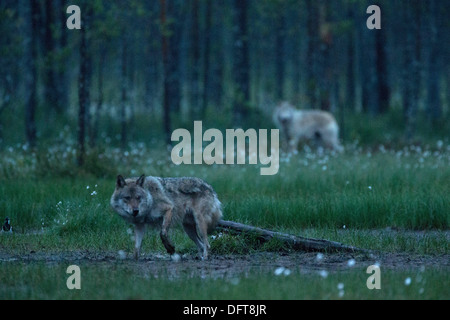 Deux loups dans la nuit dans une forêt de la Finlande, le mâle à gauche. Banque D'Images