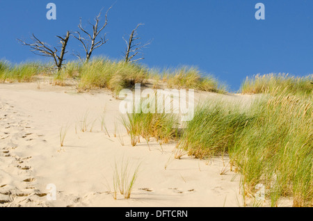 Trois de plus en plus d'arbres sur les dunes Banque D'Images