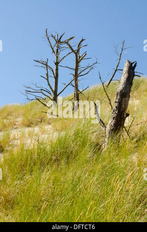 Trois de plus en plus d'arbres sur les dunes Banque D'Images