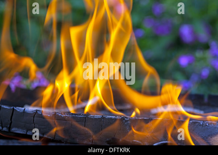 Feu de camp d'été dans les bois Banque D'Images