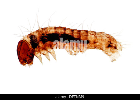 Silkworm, larve ou chenille de l'Silkmoth domestiqués (bombyx mori), les jeunes, minces, la section préparation permanente, microtome Banque D'Images