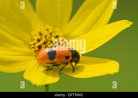 Sac Ant Beetle ou à cornes (Clytra laeviuscula Leaf Beetle), Burgenland, Autriche Banque D'Images