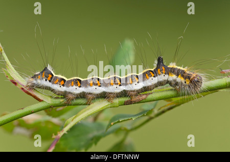 Caterpillar d'une dague gris (Acronicta psi), Burgenland, Autriche Banque D'Images