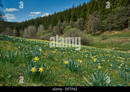 Jaune sauvage Narcissus Narcissus pseudonarcissus (jonquille ou), Perlenbachtal, Parc National Eifel, Monschau-Hoefen, Allemagne Banque D'Images