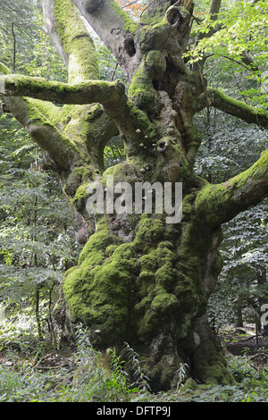 Moussu vieux hêtre (Fagus sylvatica), étameur Loh réserve naturelle, près de Haren, de l'Ems, Basse-Saxe, Allemagne Banque D'Images