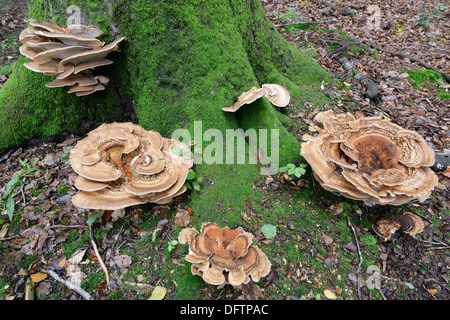 Polypores Meripilus giganteus (géant), étameur Loh réserve naturelle, près de Haren, de l'Ems, Basse-Saxe, Allemagne Banque D'Images