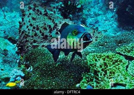 Humpnose Big-eye de la brème ou Empereur obèse (grandoculus Monotaxis) avec un cleaner wrasse, Raja Ampat, Papouasie occidentale, en Indonésie Banque D'Images