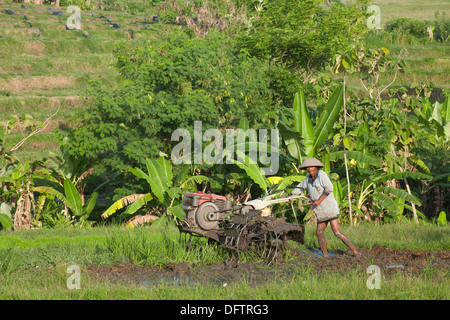 Agriculteur de riz travaillant dans les rizières en terrasses, Ubud, Bali, Indonésie Banque D'Images