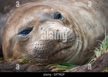 Éléphant de mer du sud (Mirounga leonina), femme, Gold Harbour, la Géorgie du Sud et les îles Sandwich du Sud, l'Antarctique Banque D'Images