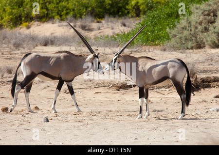 Oryx ou Gemsbucks (Oryx gazella), Purros, Kaokoland, Kunene, Namibie Banque D'Images