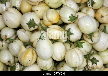 L'onu-ripe Jardin Oeufs - une variété d'Aubergine Solanum aethiopicum Banque D'Images